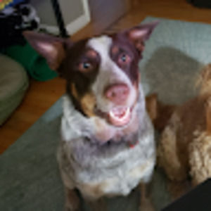 Meet your Posher, Steve